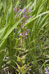 Sharpsepal beardtongue